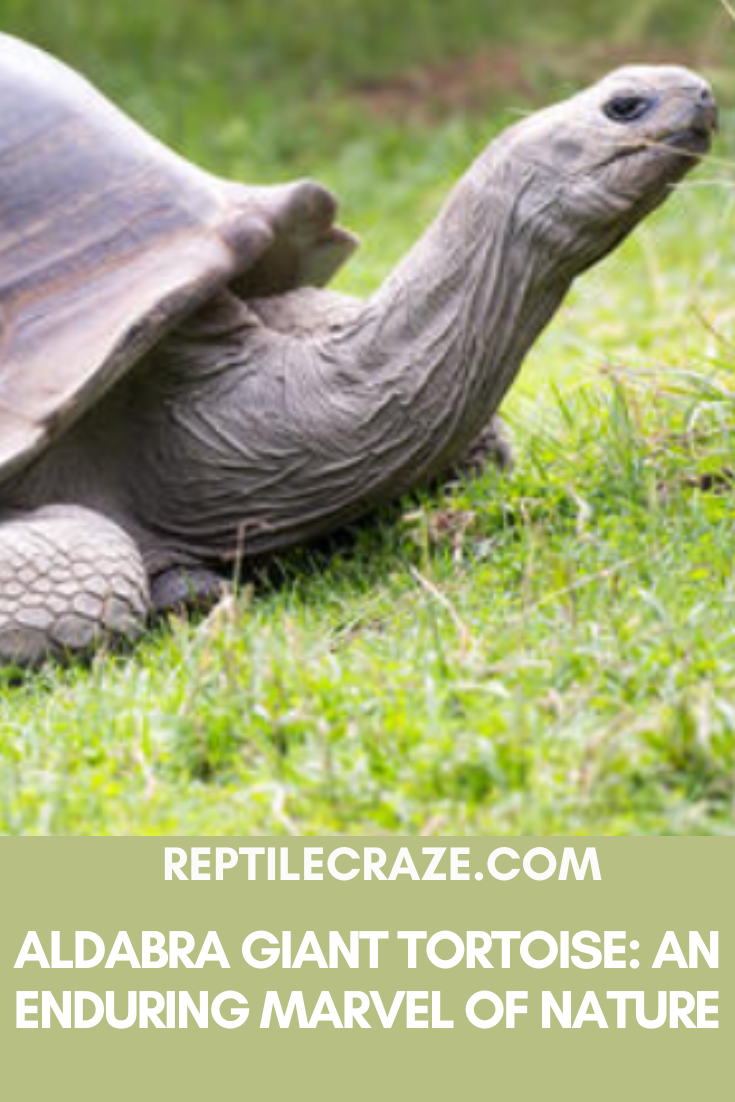 Aldabra Giant Tortoise