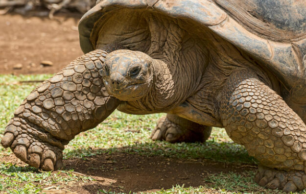 Aldabra Giant Tortoise