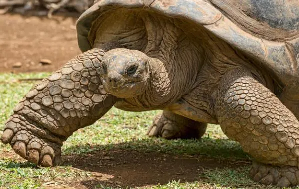 Aldabra Giant Tortoise