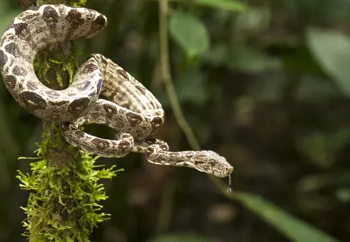 Amazon Tree Boa