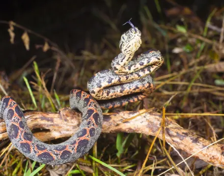 Amazon Tree Boa