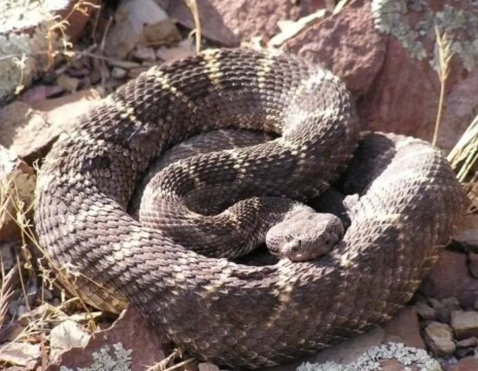 Arizona Black Rattlesnake