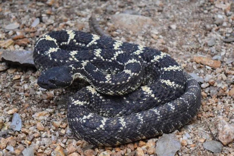 Arizona Black Rattlesnake