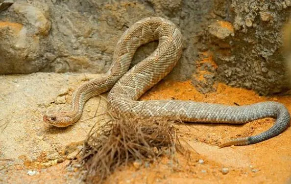 Aruba rattlesnake