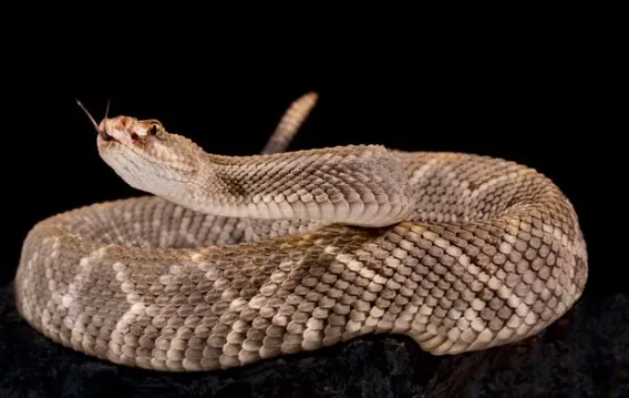 Aruba rattlesnake