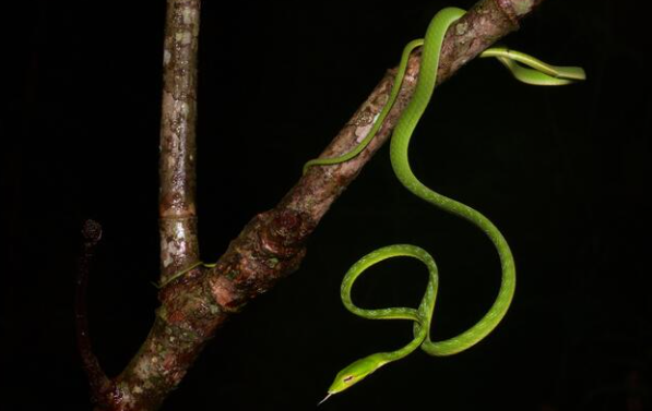 Asian vine snake