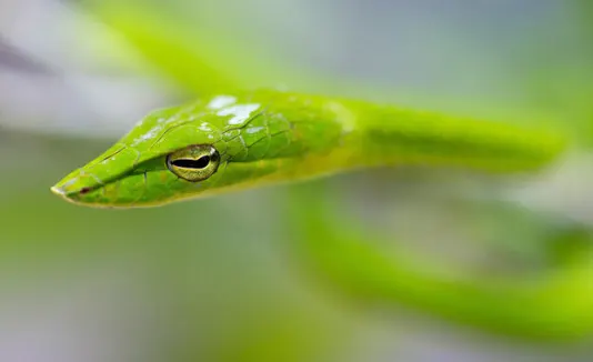 Asian vine snake