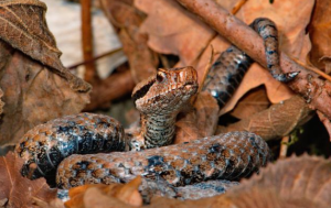 Discovering the Unique Characteristics and History of the Asp - Reptile ...