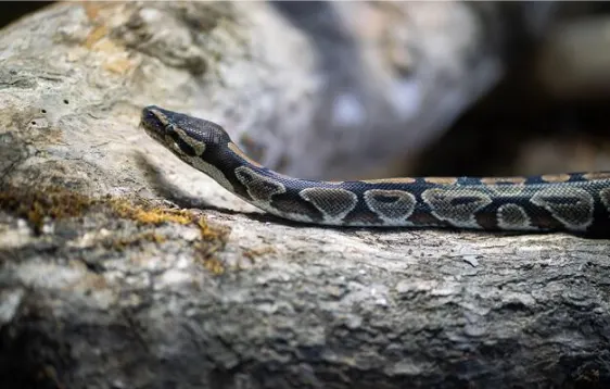 Axanthic ball python