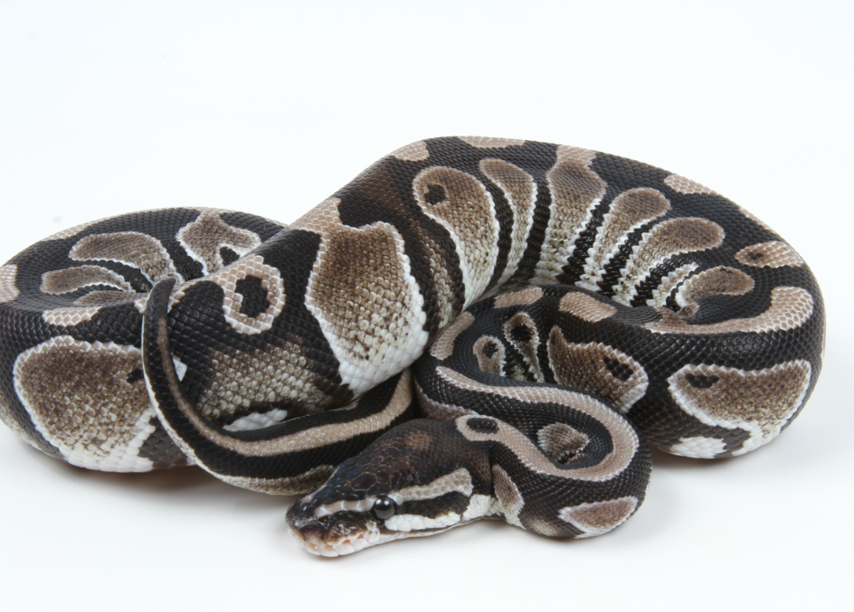 Axanthic ball python