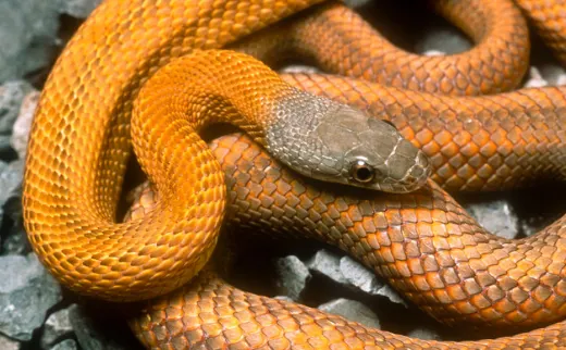 Baird’s rat snake