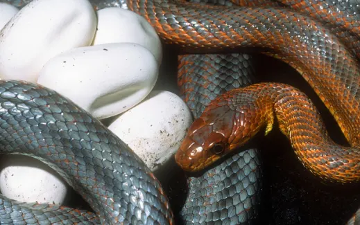 Baird’s rat snake