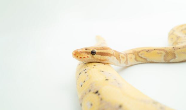 banana ball python