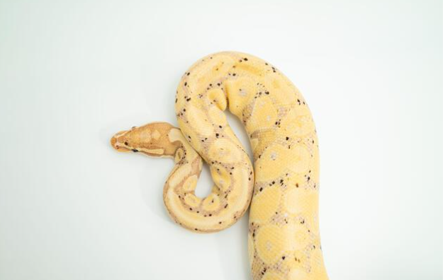 banana ball python