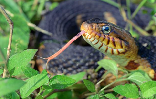 Banded Water Snakes