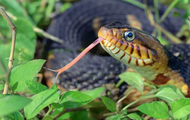 Banded Water Snakes