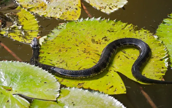 Banded Water Snakes