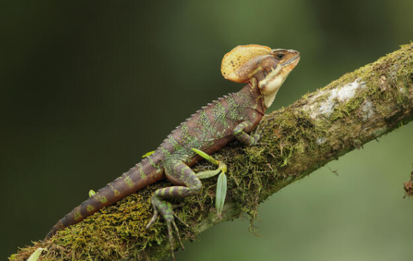 Basilisk lizard