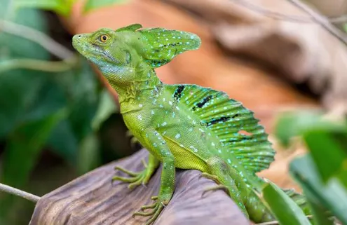 Basilisk lizard