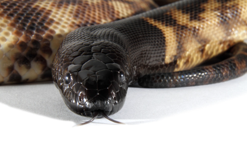 Black-Headed Python