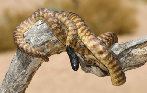 Black-Headed Python