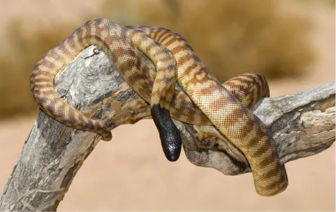 Black-Headed Python