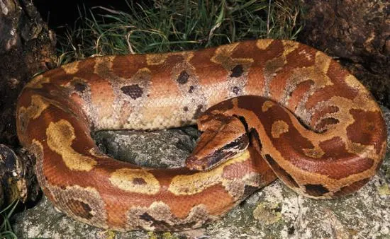 Blood Python