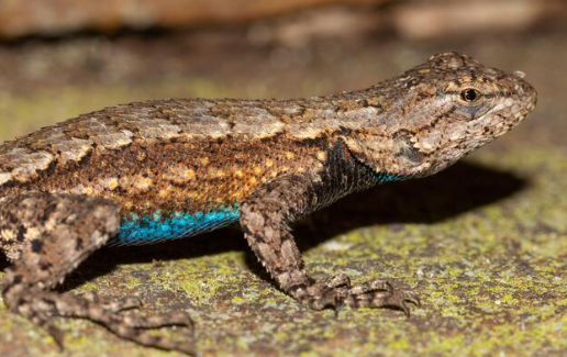 Blue Belly Lizard