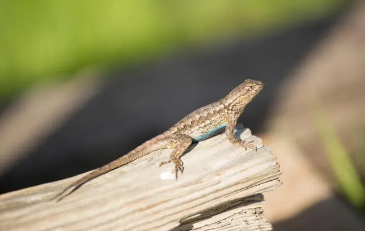 Blue Belly Lizard