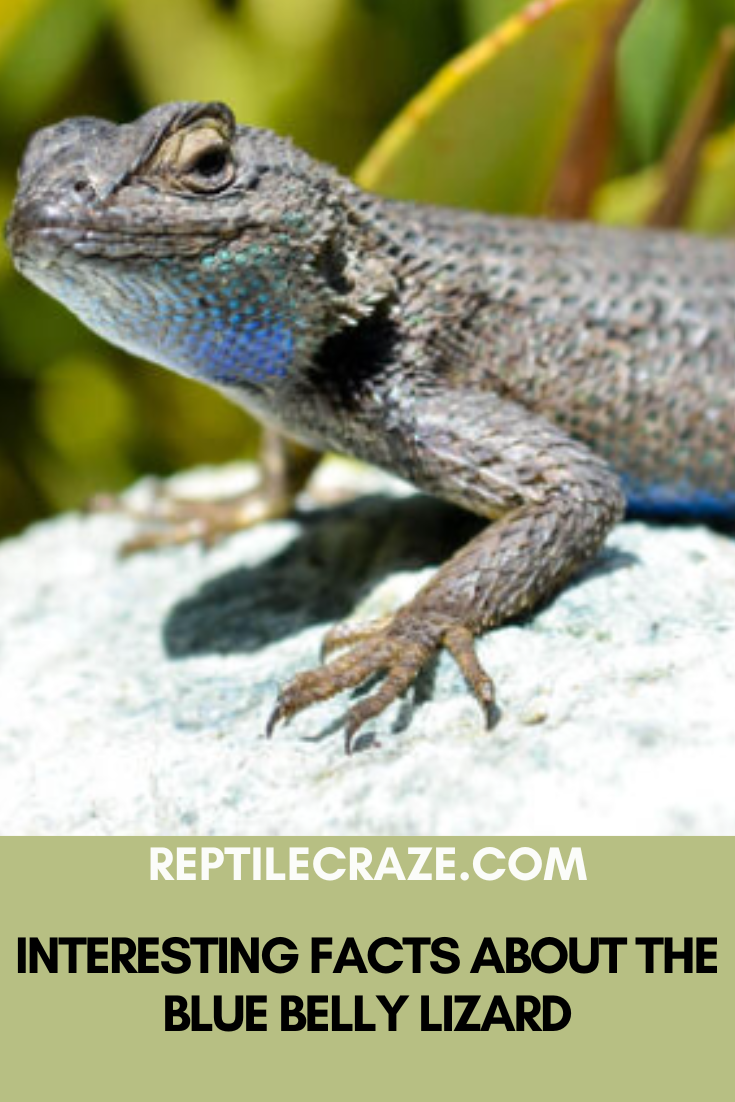 Blue Belly Lizard