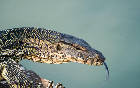 Asian Water Monitor