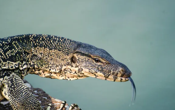 Asian Water Monitor