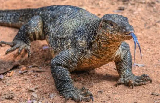 Asian Water Monitor