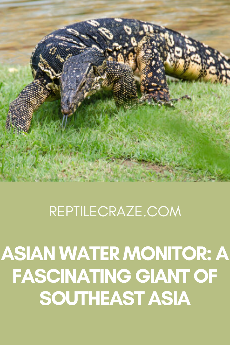 asian water monitor