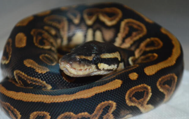 black pastel ball python