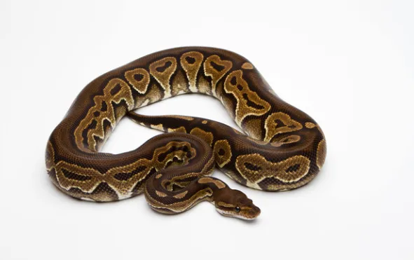 black pastel ball python