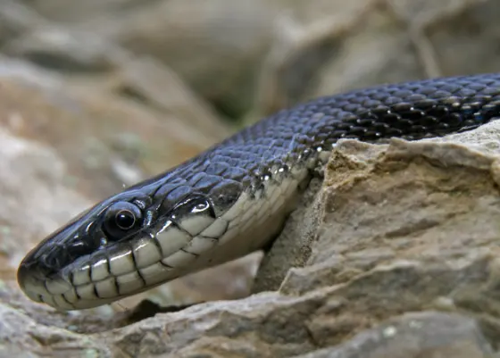 Black Rat Snake