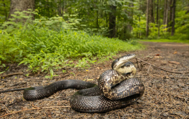 Black Rat Snake