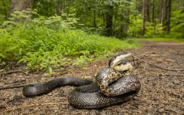 Black Rat Snake