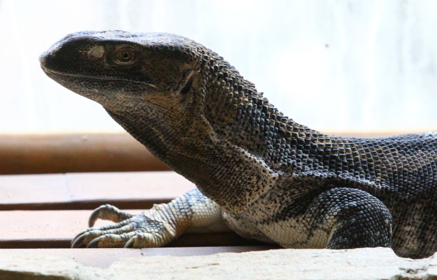 Black-Throat Monitor