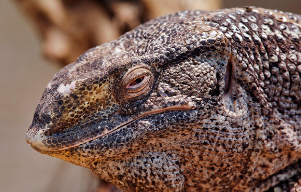 Black-Throat Monitor