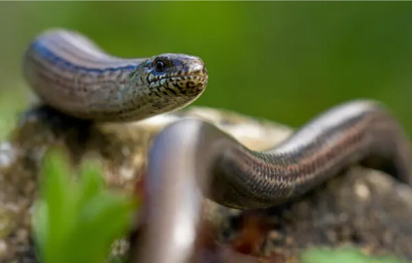 blind snake