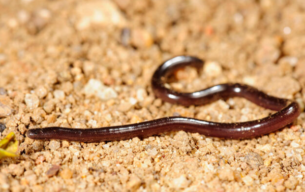 blind snake