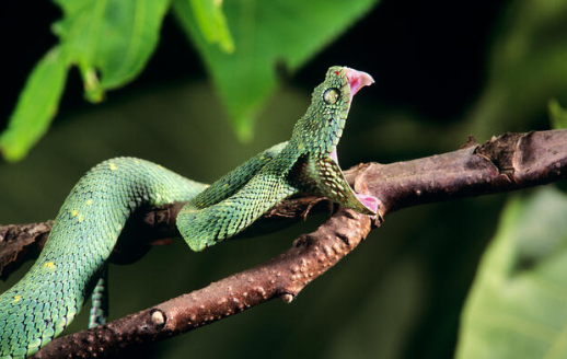 Spiny Bush Viper