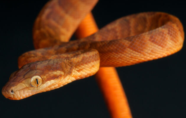 Jamaican Boa