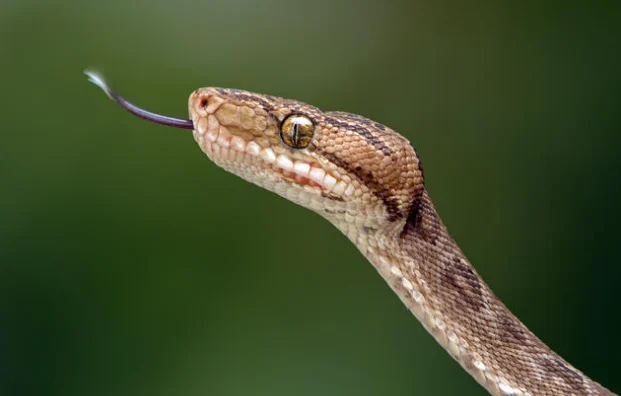 amazon tree boa