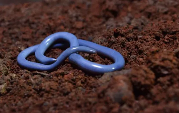 Brahminy Blindsnake