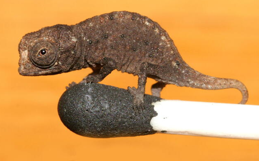 Brookesia Micra