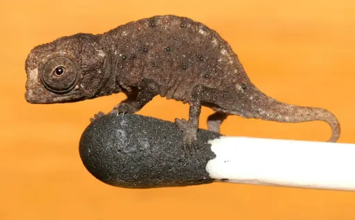 Brookesia Micra