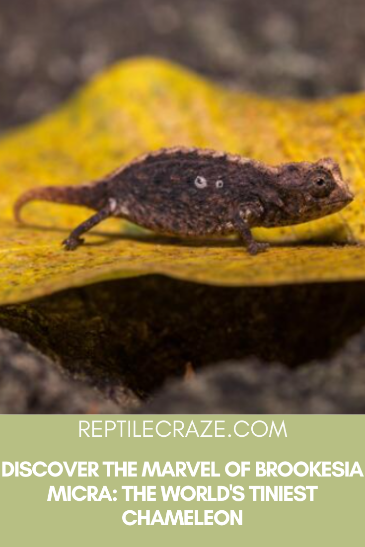 Brookesia Micra